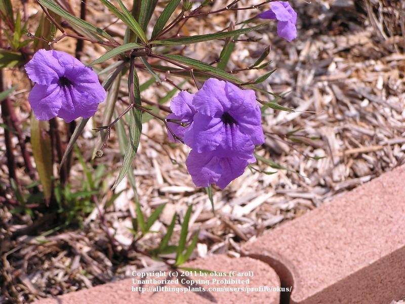 Photo of Mexican Petunia (Ruellia simplex) uploaded by okus