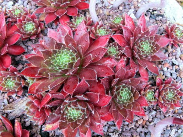 Photo of Sempervivum uploaded by goldfinch4