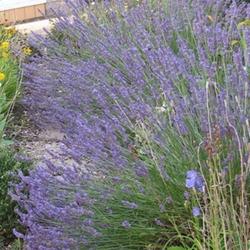 Location: Lincolnshire, England, UK
Date: Jul 30, 2011 10:13 PM
English lavender in England