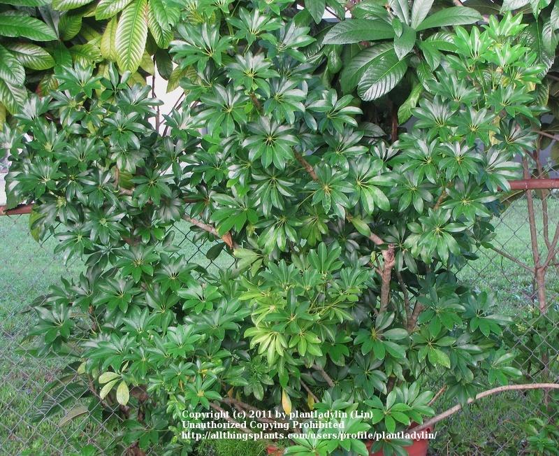 Photo of Dwarf Umbrella Tree (Heptapleurum arboricola) uploaded by plantladylin
