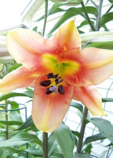 Photo of Lily (Lilium 'Satisfaction') uploaded by ge1836