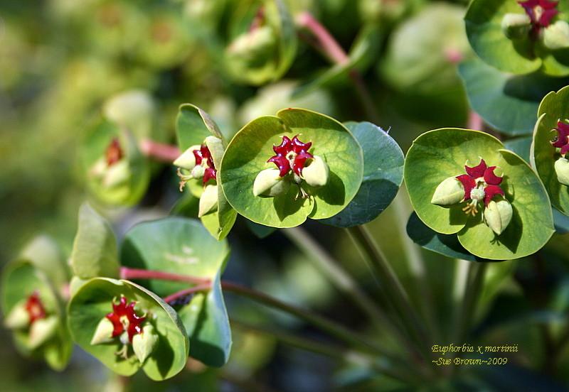 Photo of Euphorbia (Euphorbia x martini) uploaded by Calif_Sue