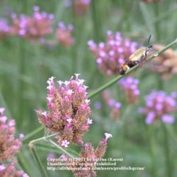 Location: Cincinnati, Oh
Date: July 2007
Hummingbird moth on verbena bonariensis
