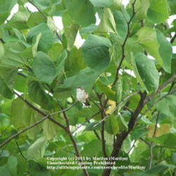 Location: My garden in Kentucky
Date: 2005-08-20
Ruby Throated Hummer in tree.