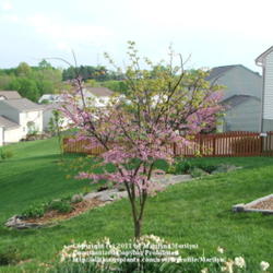 Location: My garden in Kentucky
Date: 2005-04-22
Spring