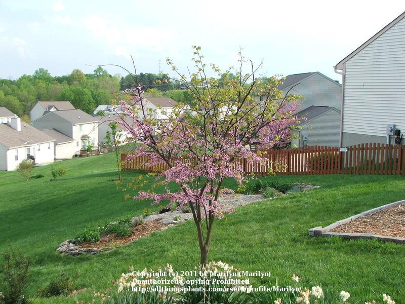 Photo of Eastern Redbud (Cercis canadensis) uploaded by Marilyn