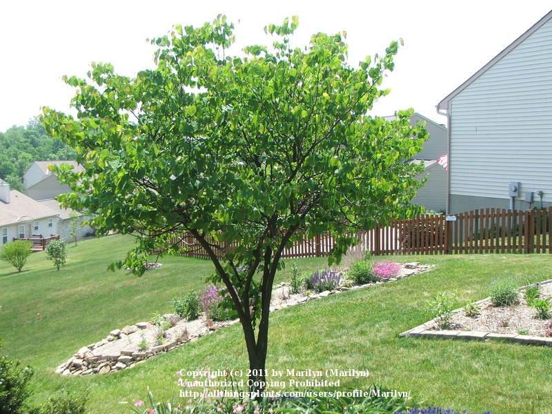 Photo of Eastern Redbud (Cercis canadensis) uploaded by Marilyn