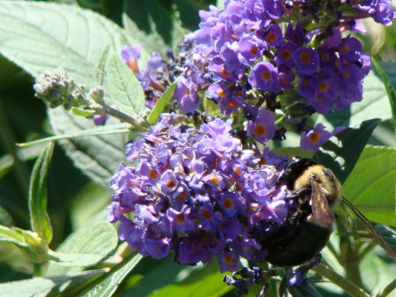 Butterfly Bushes: Plant Care and Collection of Varieties - Garden.org