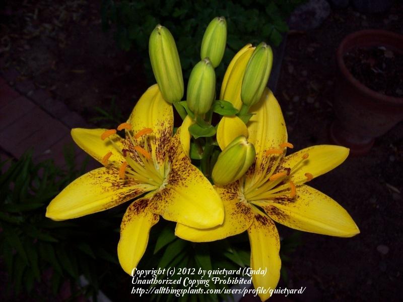 Photo of Lilies (Lilium) uploaded by quietyard