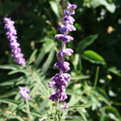 Location: Burleson, Tx.
Date: 2011-10-02 
soft fuzzy purple blooms