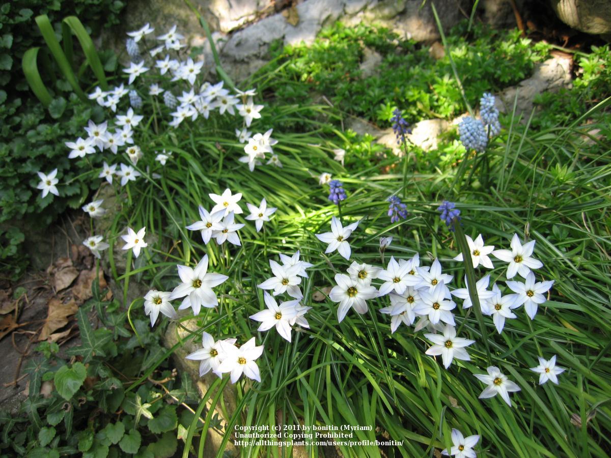 Photo of Spring Starflower (Ipheion uniflorum) uploaded by bonitin