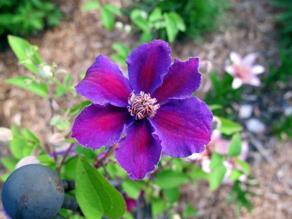 Photo of Clematis 'Ashva' uploaded by goldfinch4