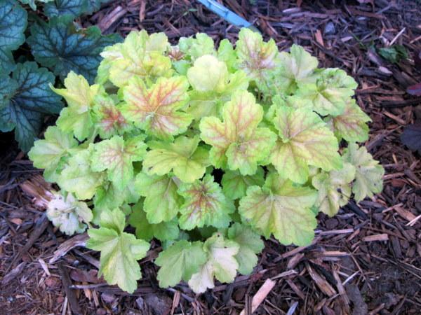 Photo of Coral Bells (Heuchera villosa 'Miracle') uploaded by goldfinch4