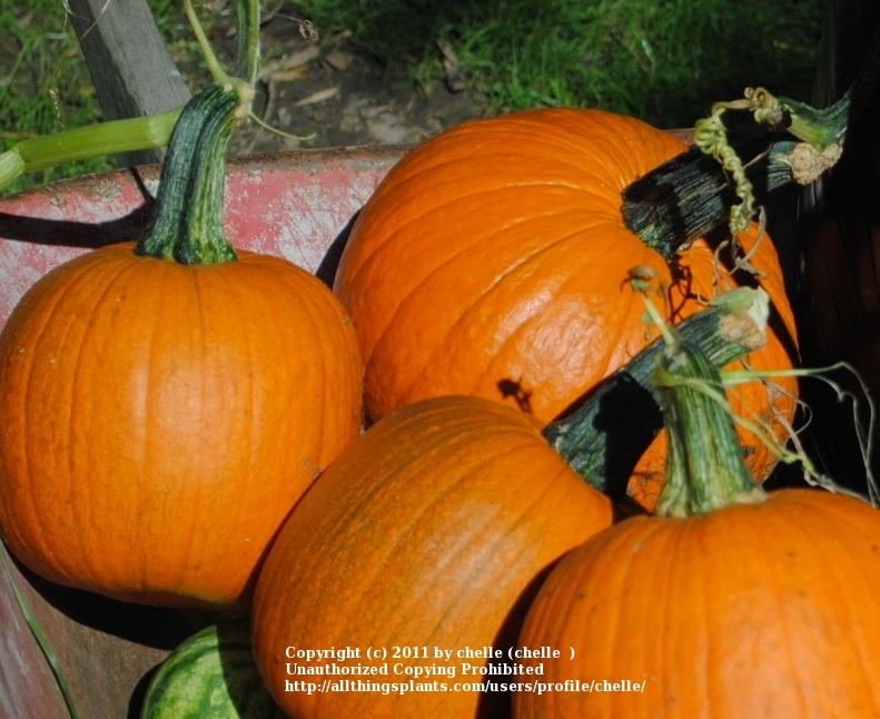 Photo of Pumpkin (Cucurbita pepo 'Sugar Pie') uploaded by chelle
