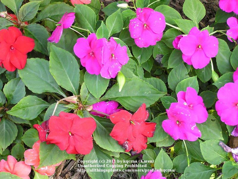 Photo of Busy Lizzy (Impatiens walleriana) uploaded by kqcrna