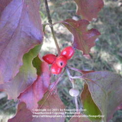 Location: Middle Tennessee
Date: 2011-10-04
mature and immature fruit of Cornus florida