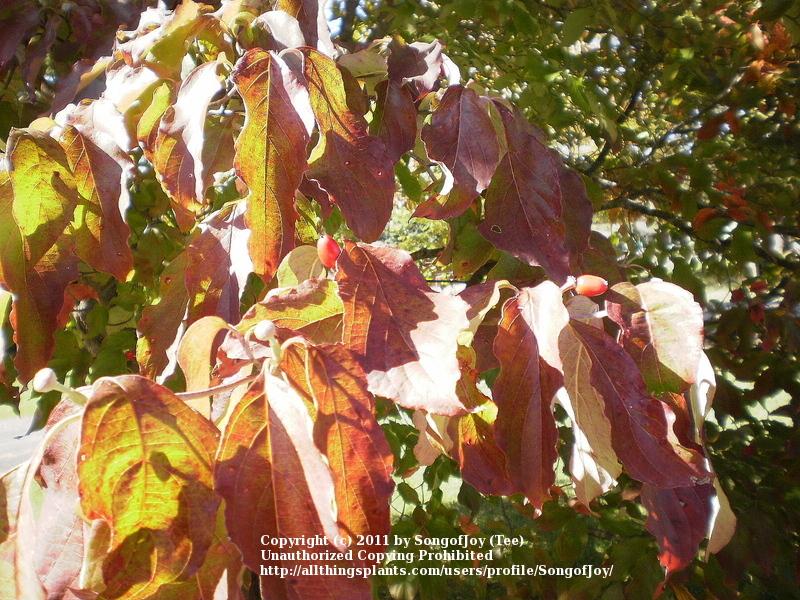 Photo of Flowering Dogwood (Cornus florida) uploaded by songofjoy