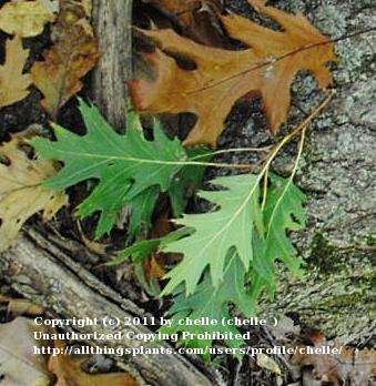 Photo of Northern Red Oak (Quercus rubra) uploaded by chelle