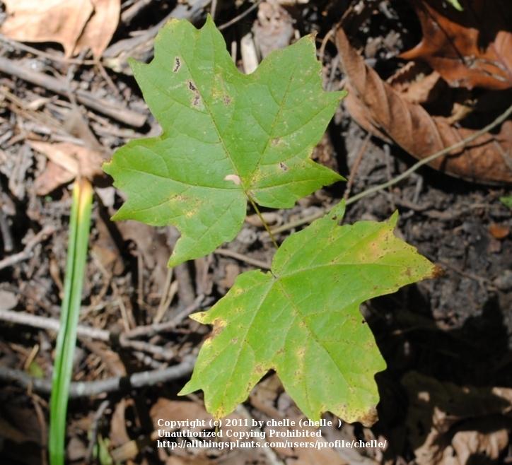 Photo of Sugar Maple (Acer saccharum) uploaded by chelle