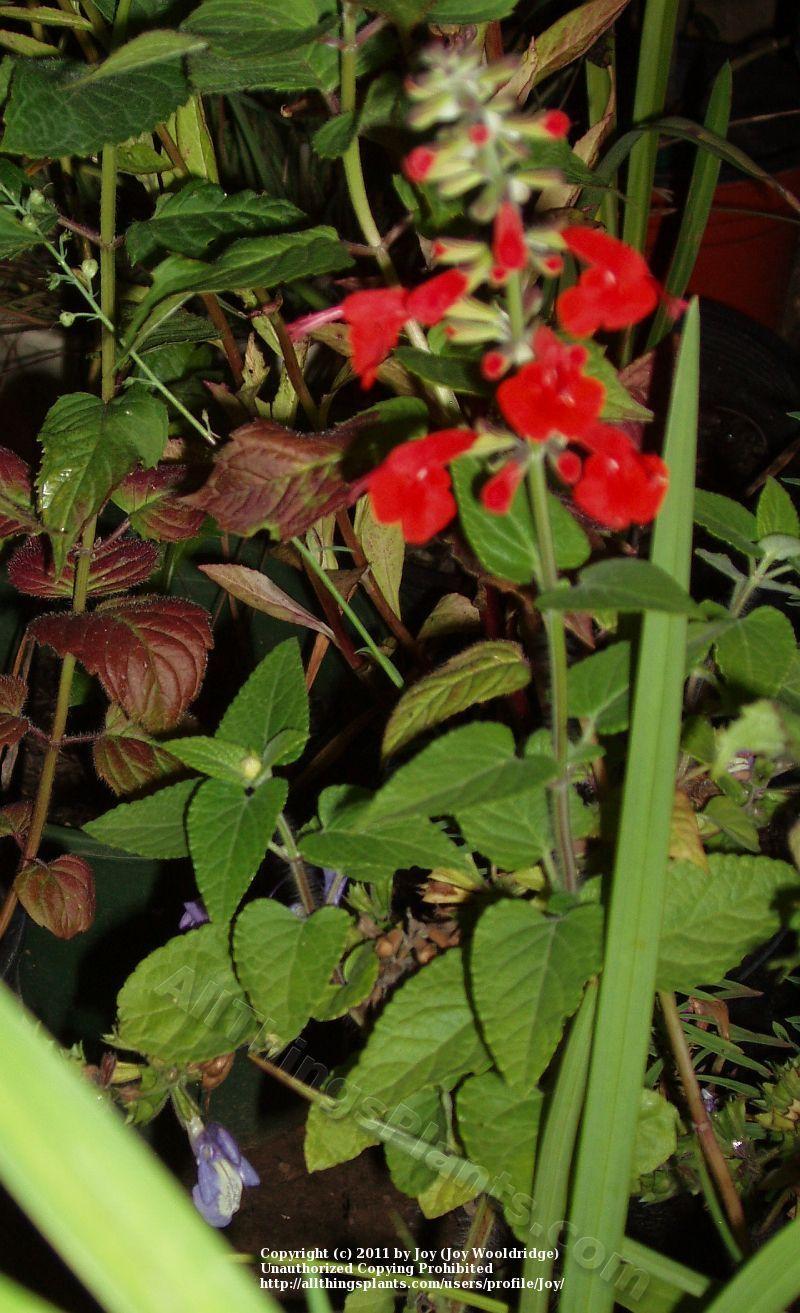 Photo of Scarlet Sage (Salvia coccinea 'Lady in Red') uploaded by joy