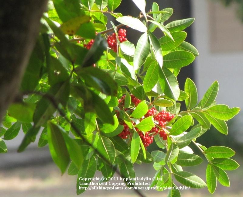 Photo of Brazilian Pepper Tree (Schinus terebinthifolia) uploaded by plantladylin