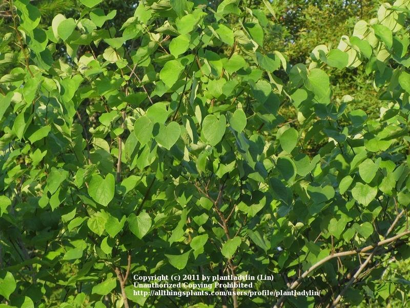 Photo of Eastern Redbud (Cercis canadensis) uploaded by plantladylin