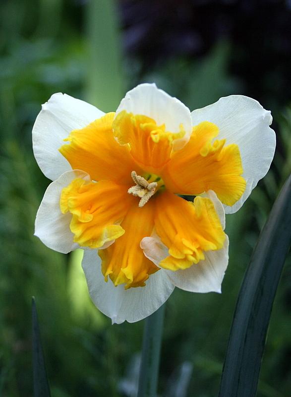 Photo of Daffodils (Narcissus) uploaded by Calif_Sue