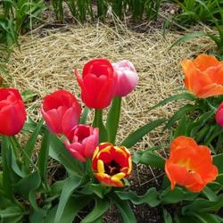 Location: In my garden 
Darwin tulip blooms