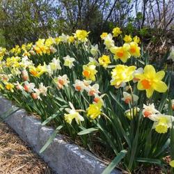 Location: In my garden 
Mixed types of Long Trumpet Daffodils.