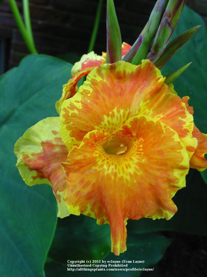 Photo of Cannas (Canna) uploaded by eclayne