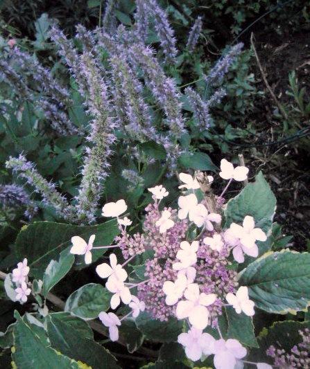 Photo of Anise Hyssop (Agastache 'Blue Fortune') uploaded by ge1836