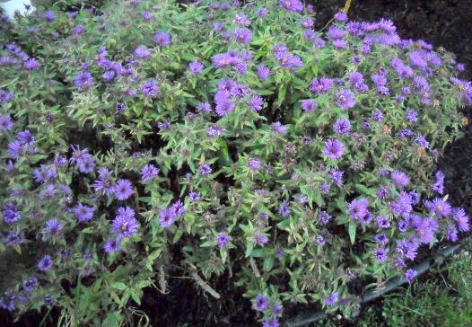 Photo of New England Aster (Symphyotrichum novae-angliae 'Purple Dome') uploaded by ge1836