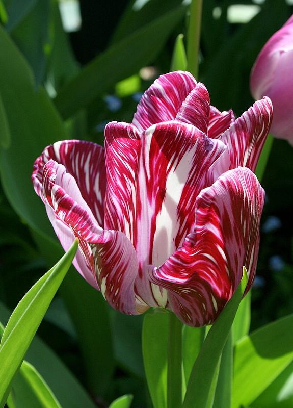 Photo of Tulips (Tulipa) uploaded by Calif_Sue