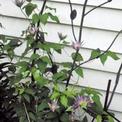Second year for this clematis. It really blooms heavily,what a sh