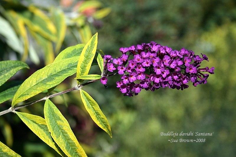 Photo of Butterfly Bush (Buddleja davidii 'Santana') uploaded by Calif_Sue