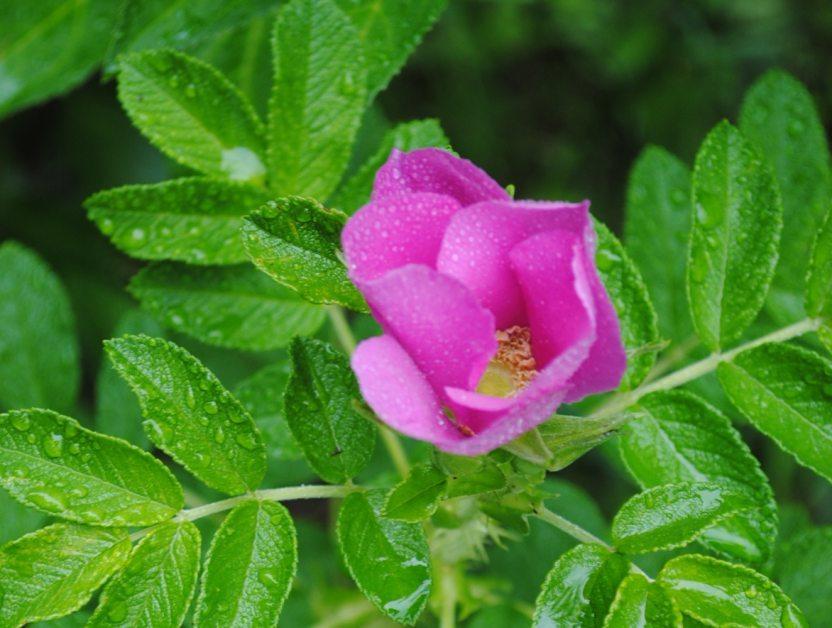 Photo of Beach Rose (Rosa rugosa) uploaded by chelle