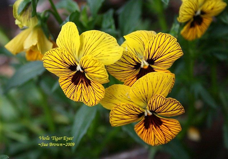 Photo of Pansy (Viola 'Tiger Eyes') uploaded by Calif_Sue