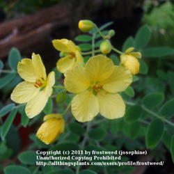 Location: Fielder House Butterfly garden Arlington, Texas.
Date: Fall 2011
This plant is also called Velvet leaf Senna, because the leaves f
