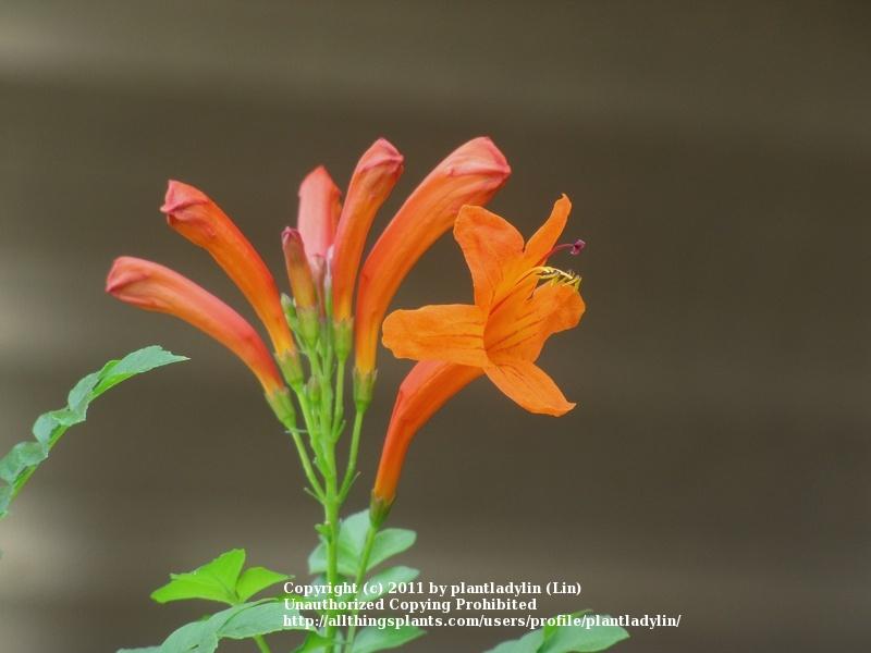 Photo of Cape Honeysuckle (Tecoma capensis) uploaded by plantladylin
