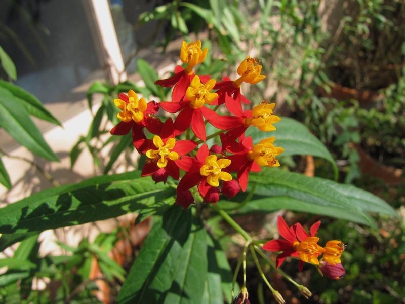 Photo of Tropical Milkweed (Asclepias curassavica) uploaded by plantladylin