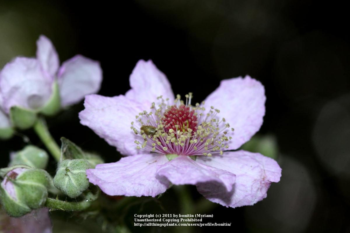 Photo of Wild Blackberry (Rubus cochinchinensis) uploaded by bonitin