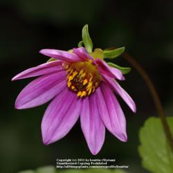 Location: my garden, Gent, Belgium
Date: 2011-08-10
wild specie Dahlia, thank you Janet! :)