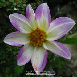 Location: my garden, Gent, Belgium
Date: 2009-07-12
wild specie Dahlia, thank you Janet! :)