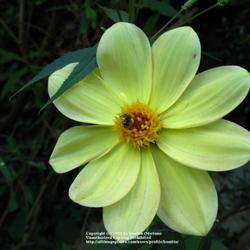 Location: my garden, Gent, Belgium
Date: 2009-06-18
wild specie Dahlia, thank you Janet! :)