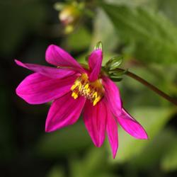 Location: my garden, Gent, Belgium
Date: 2011-08-10
wild specie Dahlia, thank you Janet! :)