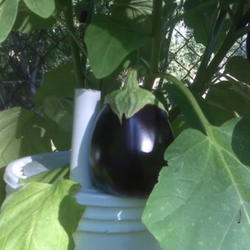 Location: Houston, Texas, outdoors, full sun; grown in an eBucket
Date: 2009-06-16
Black Beauty Eggplant on eBucket!