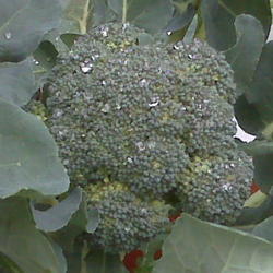Broccoli, Cabbage, Cauliflower & Company growing guide