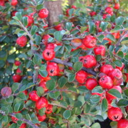 Location: At a nursery in Utah
Date: 2011-10-19
Cotoneaster Cranberry