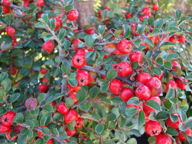 Photo of Cranberry Cotoneaster (Cotoneaster apiculatus) uploaded by Paul2032