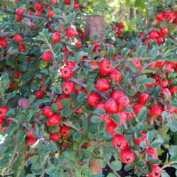 Location: At a Utah nursery
Date: 2011-10-19
Cotoneaster Cranberry
